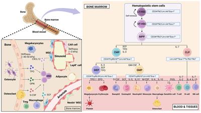 The impact of gut microbial signals on hematopoietic stem cells and the bone marrow microenvironment